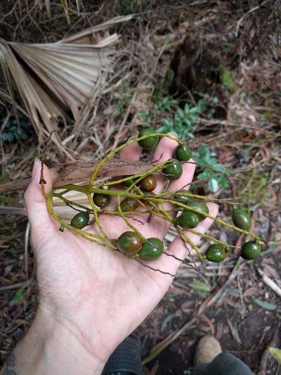 Pritchardia kaalae, photographed by Kevin Faccenda