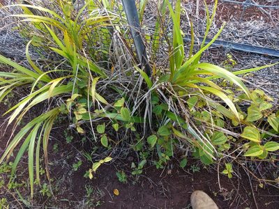 Dianella sandwicensis