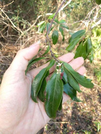 Santalum freycinetianum, photographed by Kevin Faccenda
