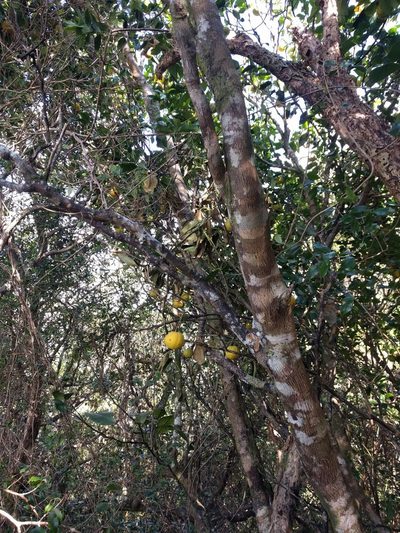 Citrus × aurantium, photographed by Kevin Faccenda
