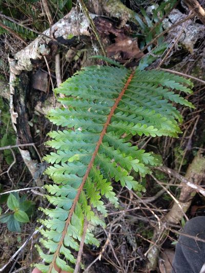 Asplenium caudatum, photographed by Kevin Faccenda