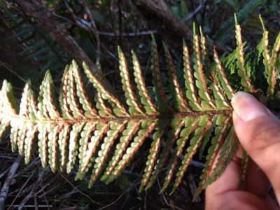 Asplenium caudatum, photographed by Kevin Faccenda