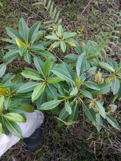 Rauvolfia sandwicensis, photographed by Kevin Faccenda
