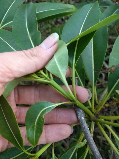 Rauvolfia sandwicensis, photographed by Kevin Faccenda