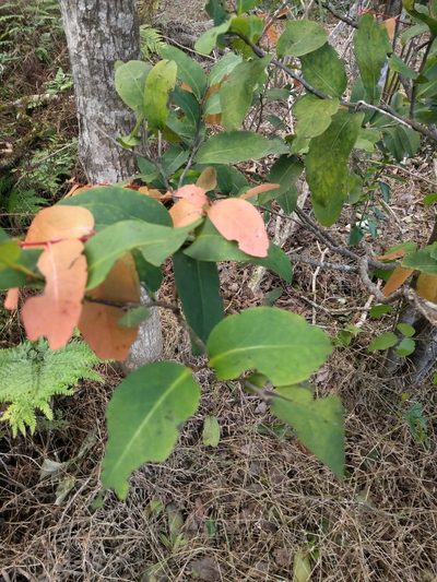 Diospyros hillebrandii, photographed by Kevin Faccenda