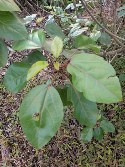 Hibiscus arnottianus, photographed by Kevin Faccenda