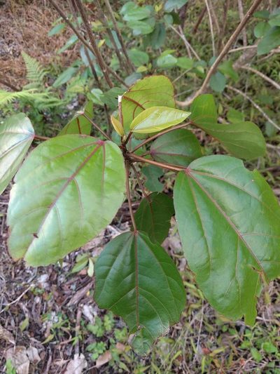 Hibiscus arnottianus, photographed by Kevin Faccenda