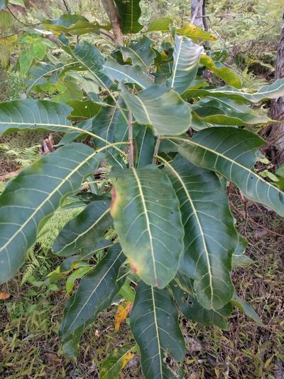 Sapindus oahuensis, photographed by Kevin Faccenda