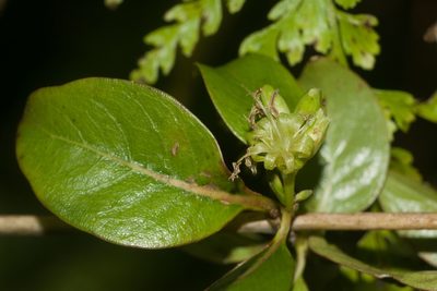 Coprosma foliosa, photographed by Kevin Faccenda