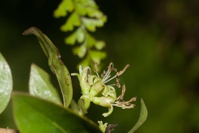Coprosma foliosa, photographed by Kevin Faccenda