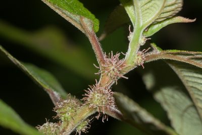 Pipturus albidus, photographed by Kevin Faccenda