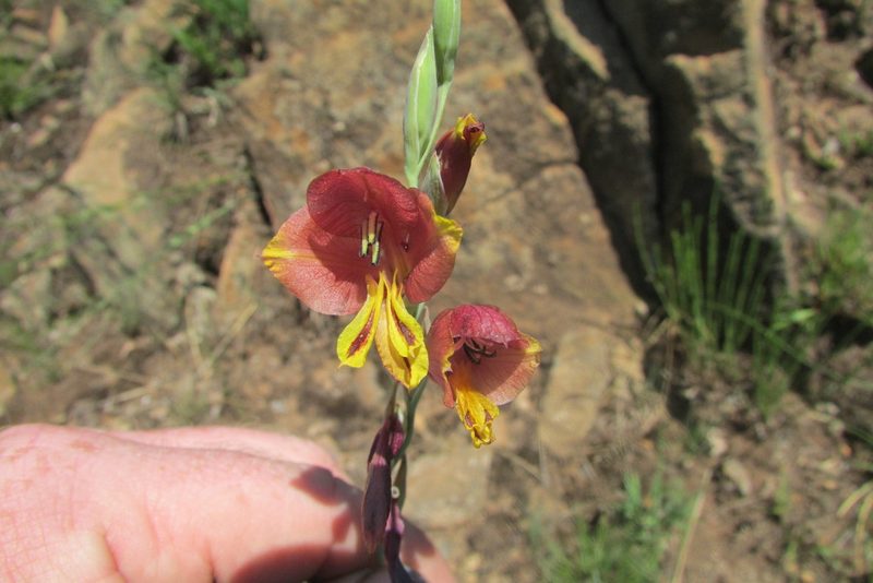 Gladiolus woodii, photographed by James Deacon