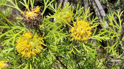 Isopogon anemonifolius, photographed by Eamonn Culhane