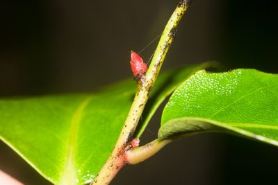Diospyros hillebrandii, photographed by Kevin Faccenda