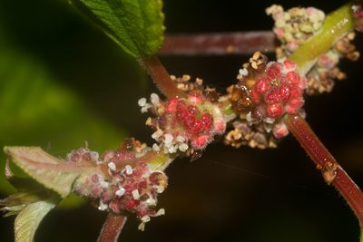 Pipturus albidus, photographed by Kevin Faccenda