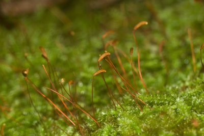 Racopilum cuspidigerum, photographed by Kevin Faccenda