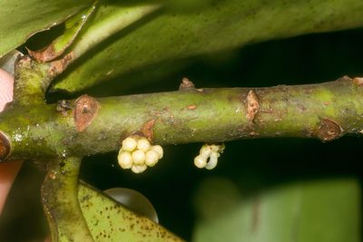 Myrsine lessertiana, photographed by Kevin Faccenda