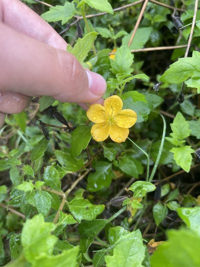 Mentzelia floridana, photographed by Brandon Corder