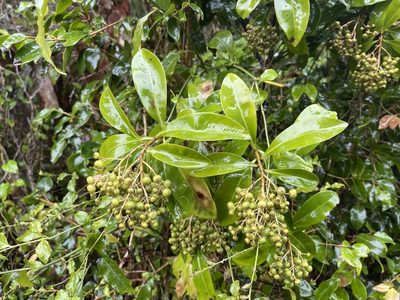 Ardisia escallonioides, photographed by Brandon Corder