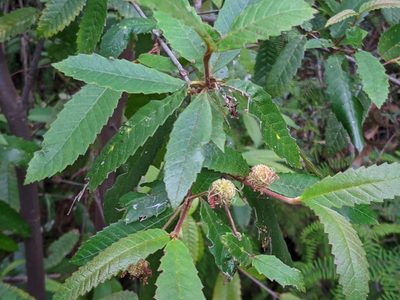 Callicoma serratifolia, photographed by Will Cornwell