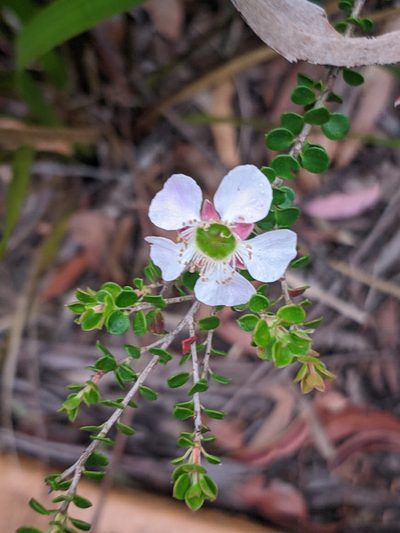 Leptospermum rotundifolium, photographed by Will Cornwell