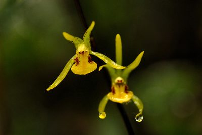 Tainia dunnii, photographed by Divya Mudappa