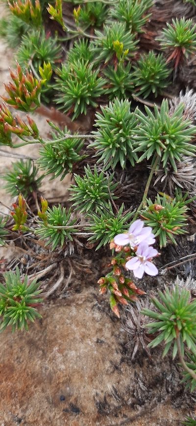 Limonium kraussianum, photographed by Eugene Hahndiek