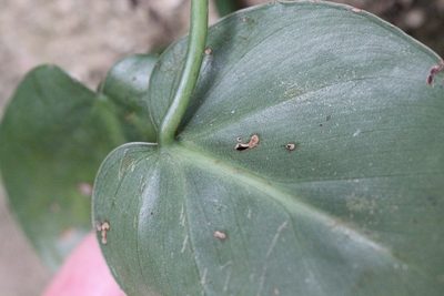 Philodendron hederaceum, photographed by Agnes Trekker