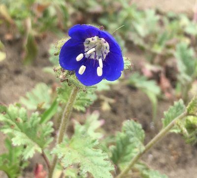 Phacelia viscida, photographed by Adam J. Searcy
