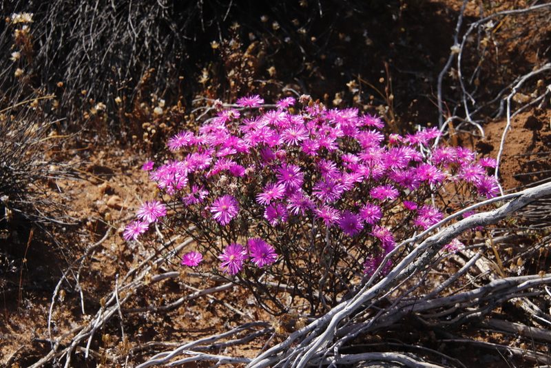 Ruschiella lunulata, photographed by Tony Rebelo