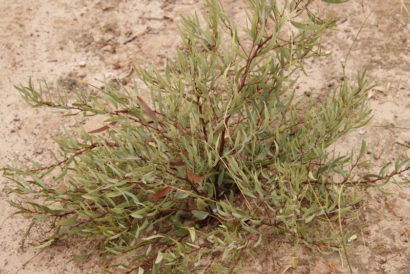 Euclea lancea, photographed by Tony Rebelo