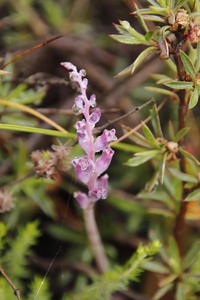 Lachenalia suaveolens, photographed by Tony Rebelo