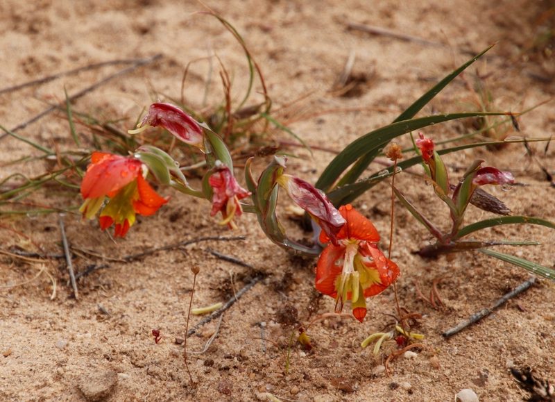 Gladiolus speciosus, photographed by Tony Rebelo