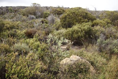 Lobostemon glaucophyllus, photographed by Tony Rebelo