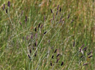 Eryngium ebracteatum, photographed by Hugo Hulsberg