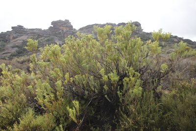 Leucadendron pubescens, photographed by Tony Rebelo