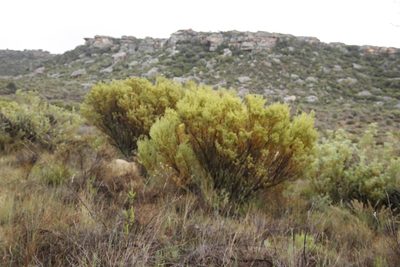 Leucadendron pubescens, photographed by Tony Rebelo