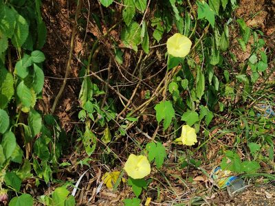 Distimake vitifolius, photographed by Vis M