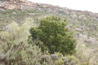 Podocarpus elongatus, photographed by Tony Rebelo