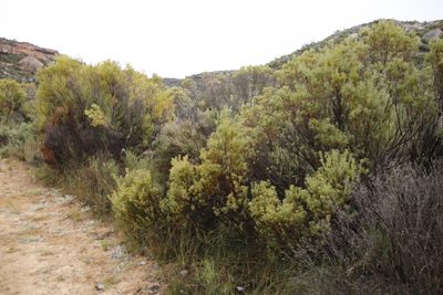 Leucadendron pubescens, photographed by Tony Rebelo