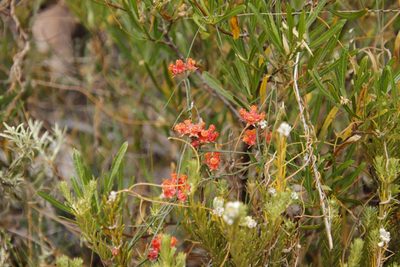 Microloma tenuifolium, photographed by Tony Rebelo