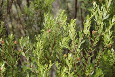 Phylica oleifolia, photographed by Tony Rebelo