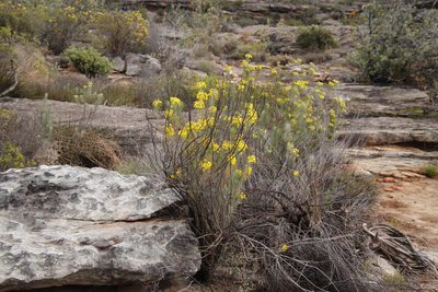Euryops lateriflorus, photographed by Tony Rebelo