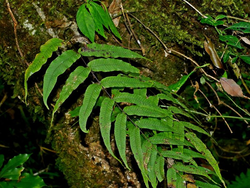 Selliguea lehmannii, photographed by Jacy Chen
