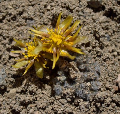 Hamadryas delfinii, photographed by E Santos Ortega