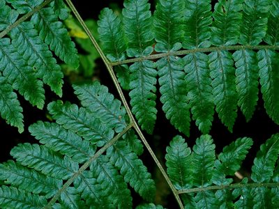Deparia boryana, photographed by Jacy Chen