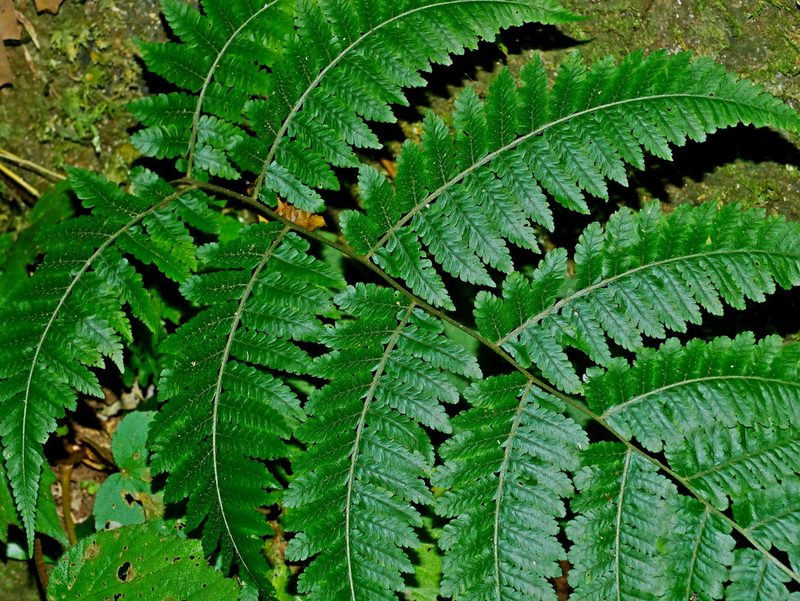 Deparia boryana, photographed by Jacy Chen
