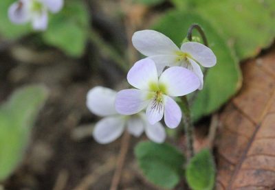 Viola diffusa, photographed by Agnes Trekker