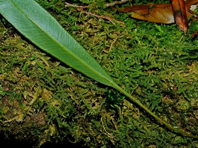 Elaphoglossum marginatum, photographed by Jacy Chen