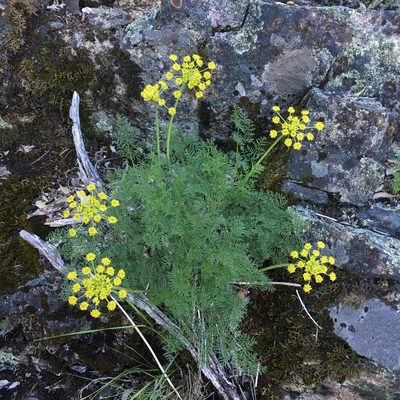 Cymopterus terebinthinus, photographed by Matt Berger